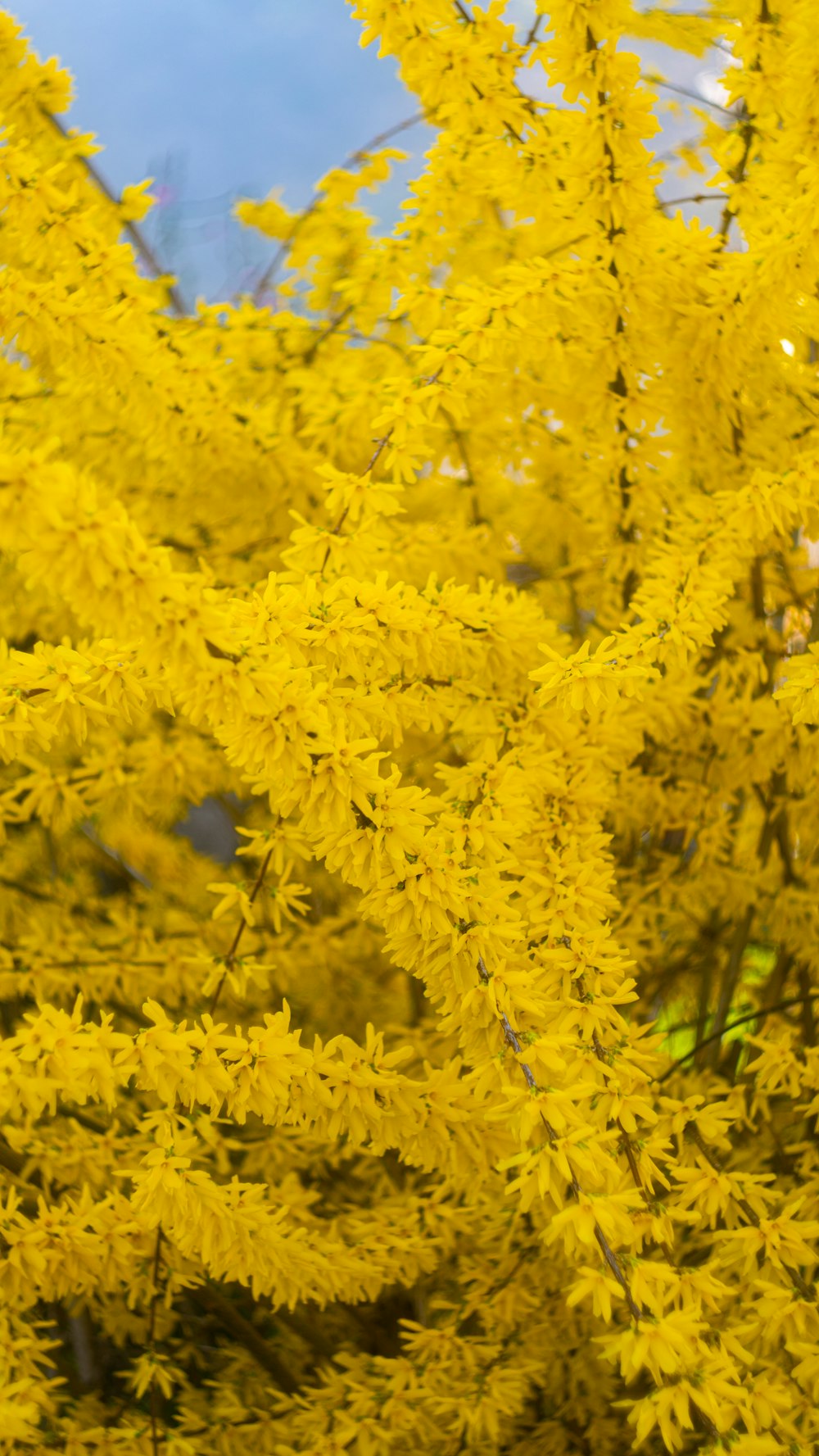 a bush of yellow flowers with a blue sky in the background