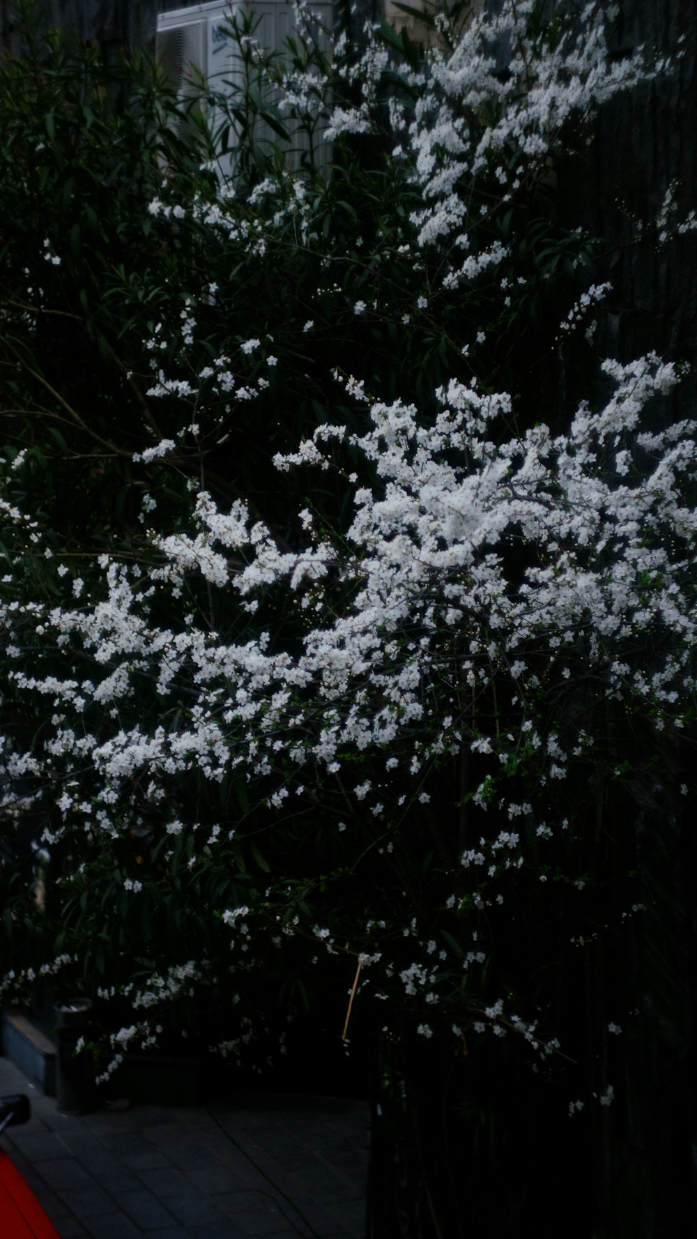 a bush with white flowers in front of a house