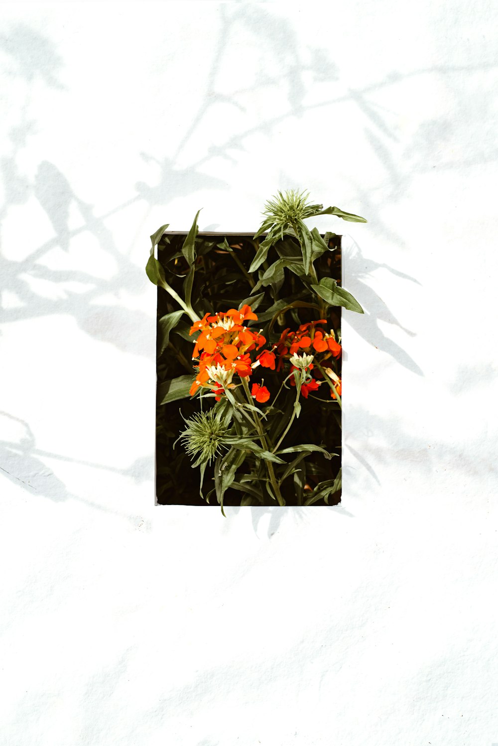 a picture of some orange flowers on a white wall