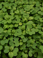 a close up of a plant with green leaves