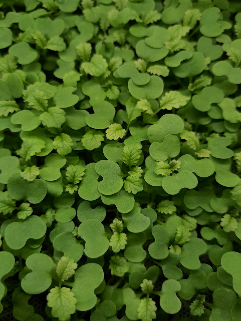 a close up of a plant with green leaves