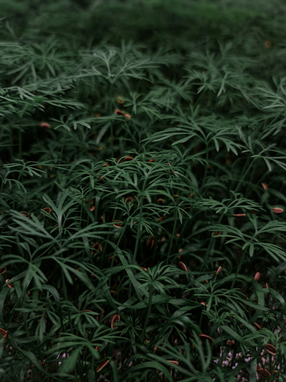 a field of green plants with red flowers