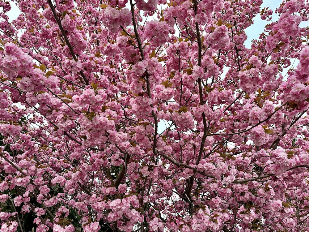 a pink tree with lots of pink flowers