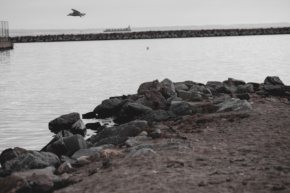 a bird flying over a body of water