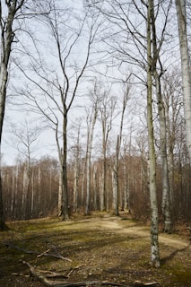 a dirt road in the middle of a forest