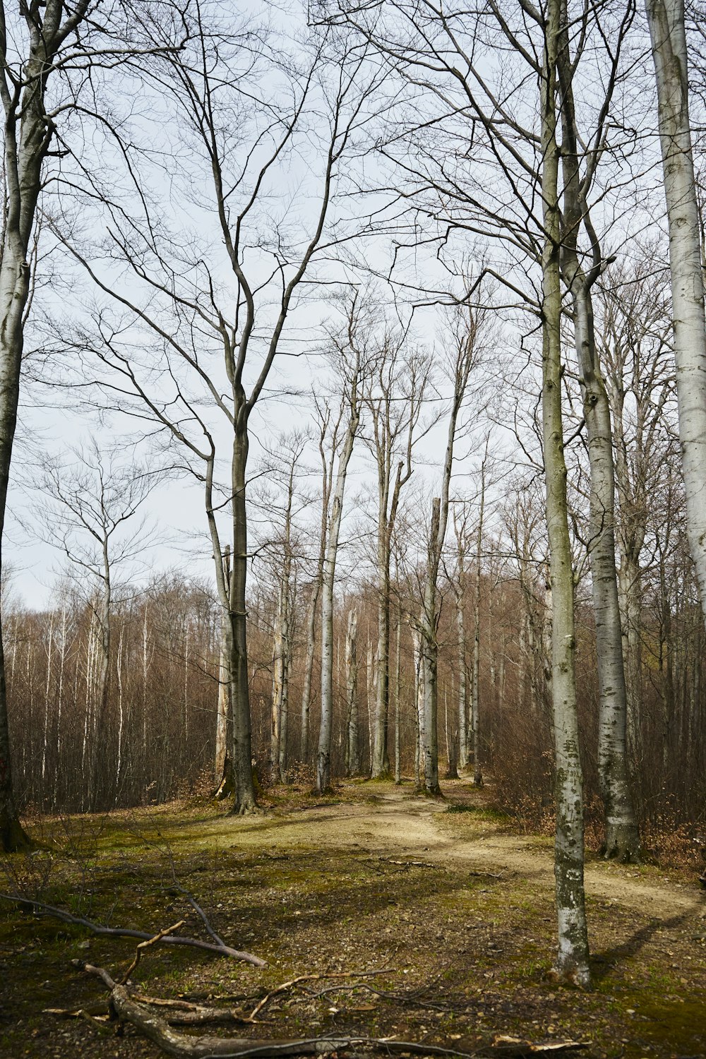 Una strada sterrata in mezzo a un bosco