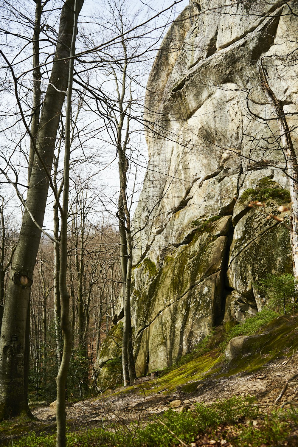 a rocky cliff with trees and moss growing on it