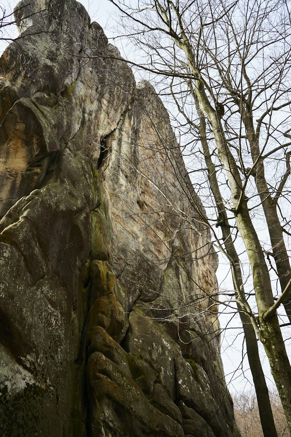 una grande roccia con alcuni alberi che crescono da essa