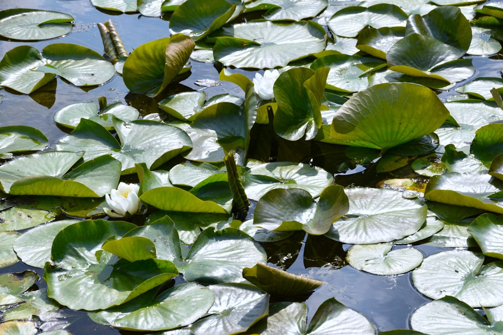 a pond filled with lots of water lilies
