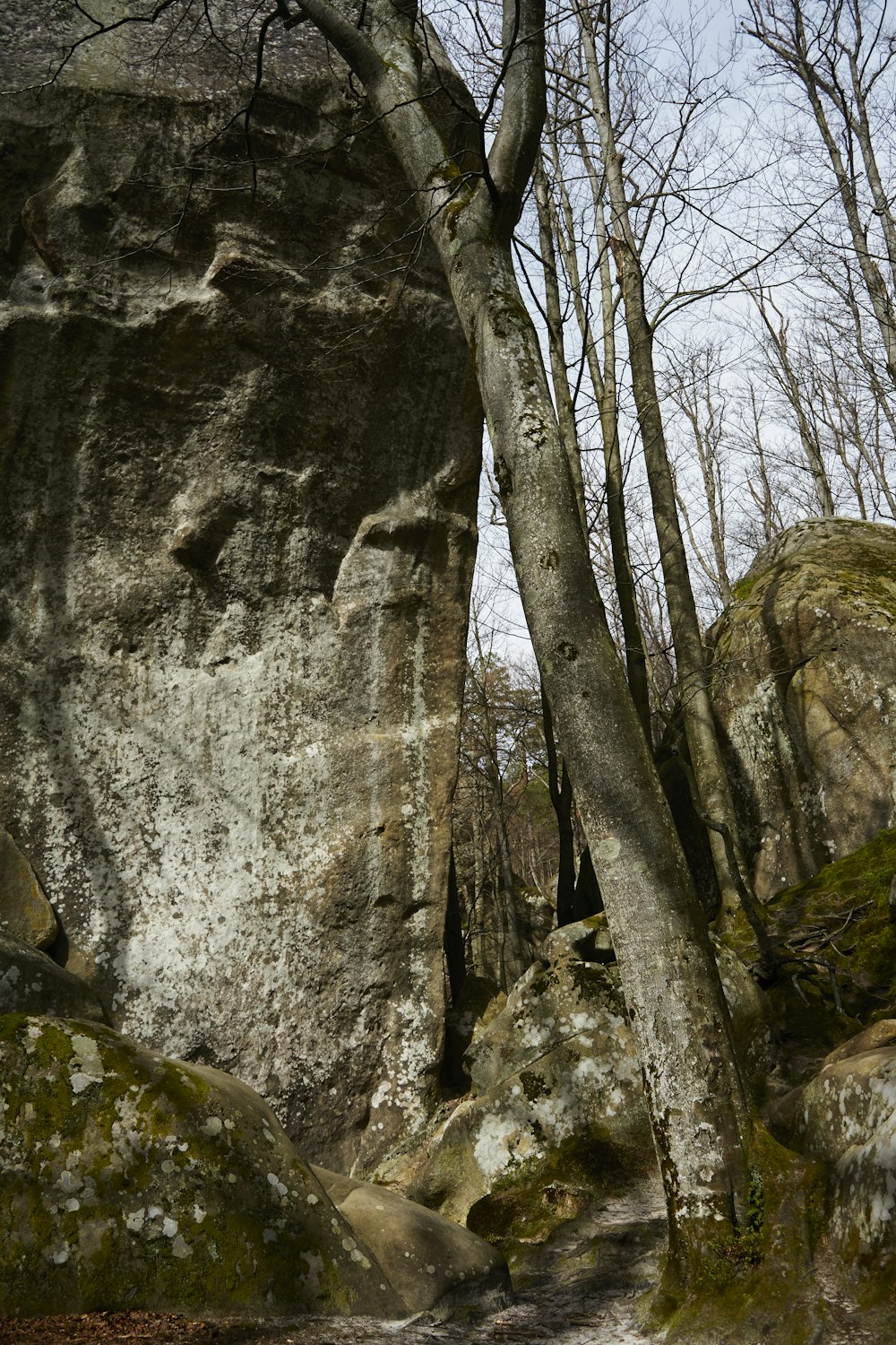 una grande roccia con un albero che cresce da essa