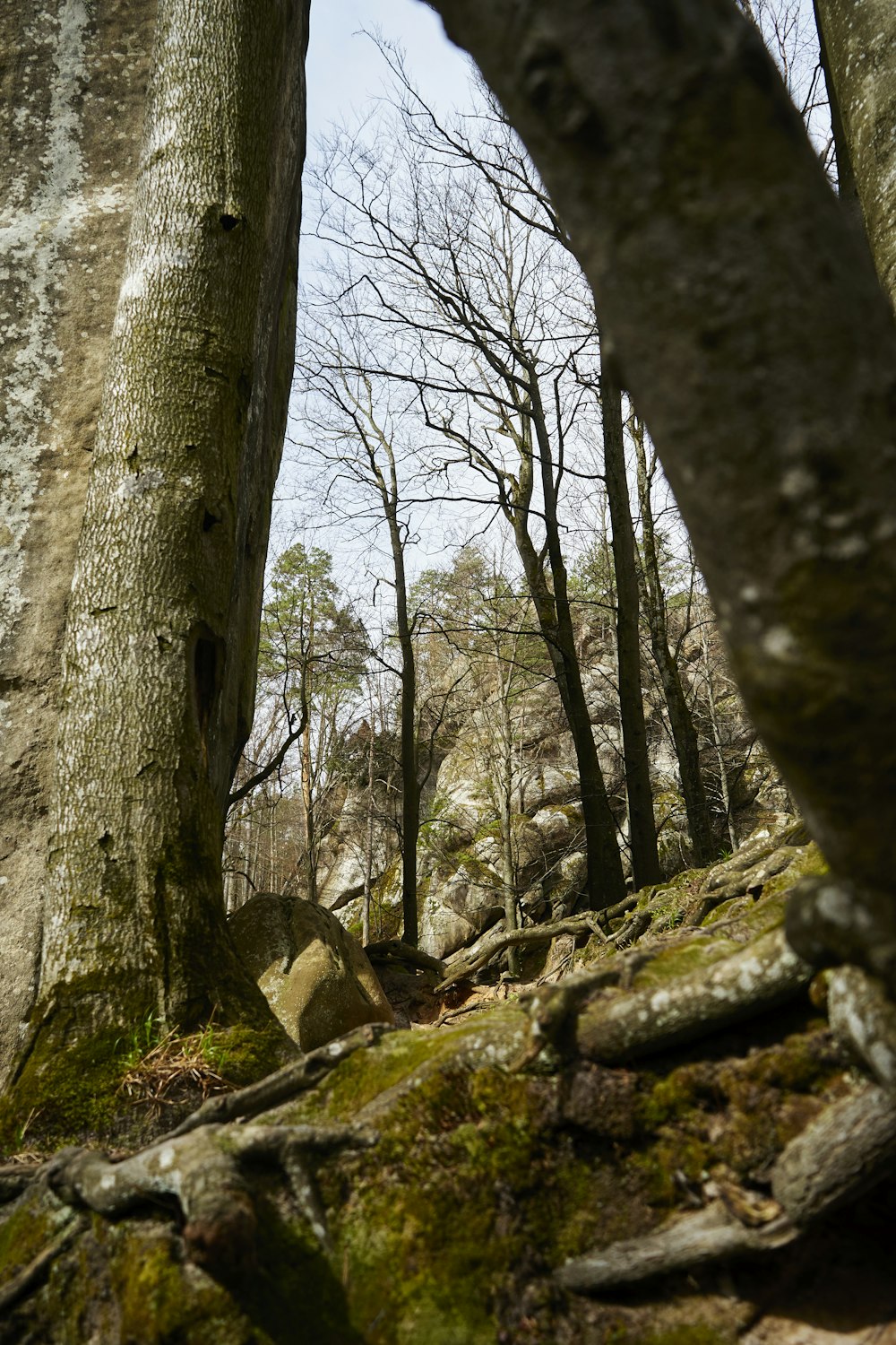 Un hombre montando una bicicleta de montaña a través de un bosque