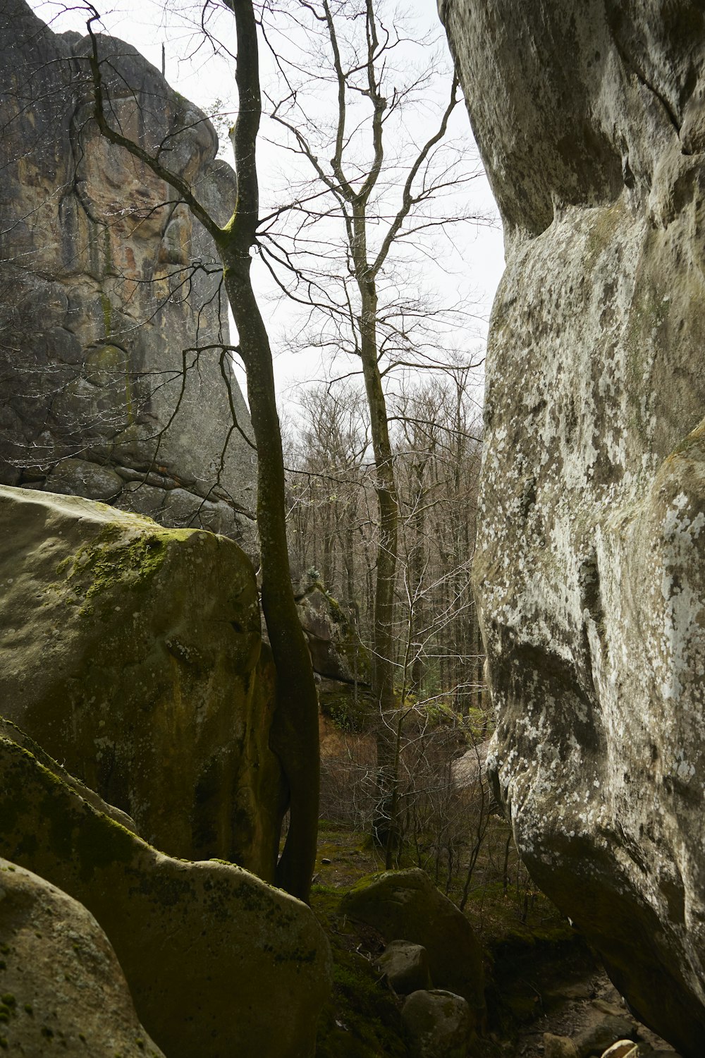 a large rock with a tree growing out of it