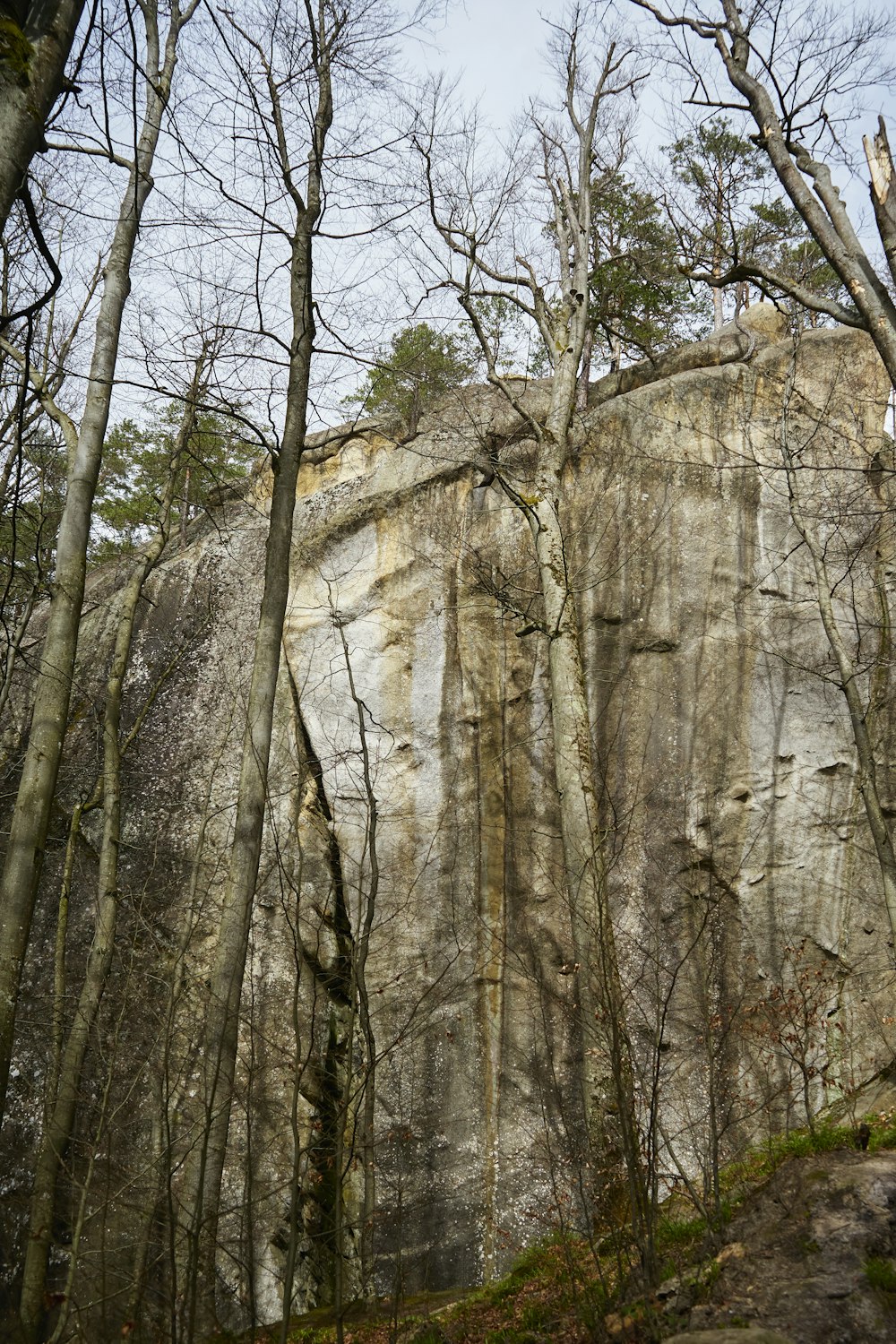 una grande roccia con alberi che crescono su di essa