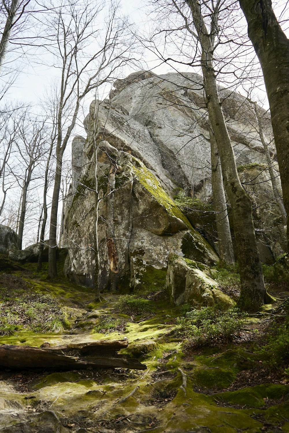 a large rock in the middle of a forest