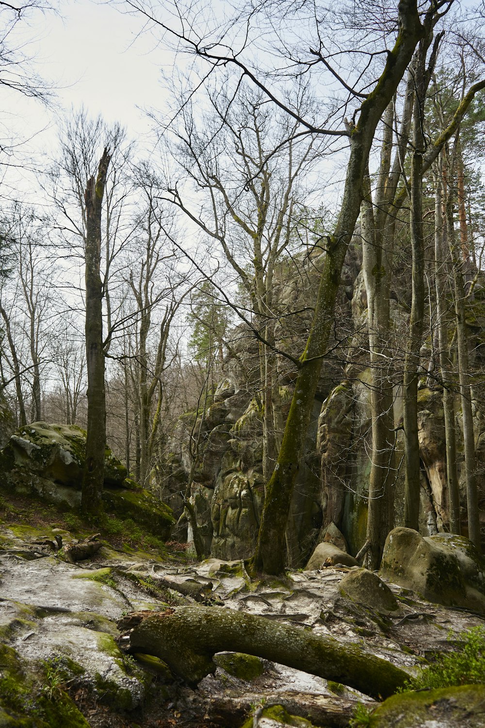 Ein Wald mit vielen Bäumen und Felsen