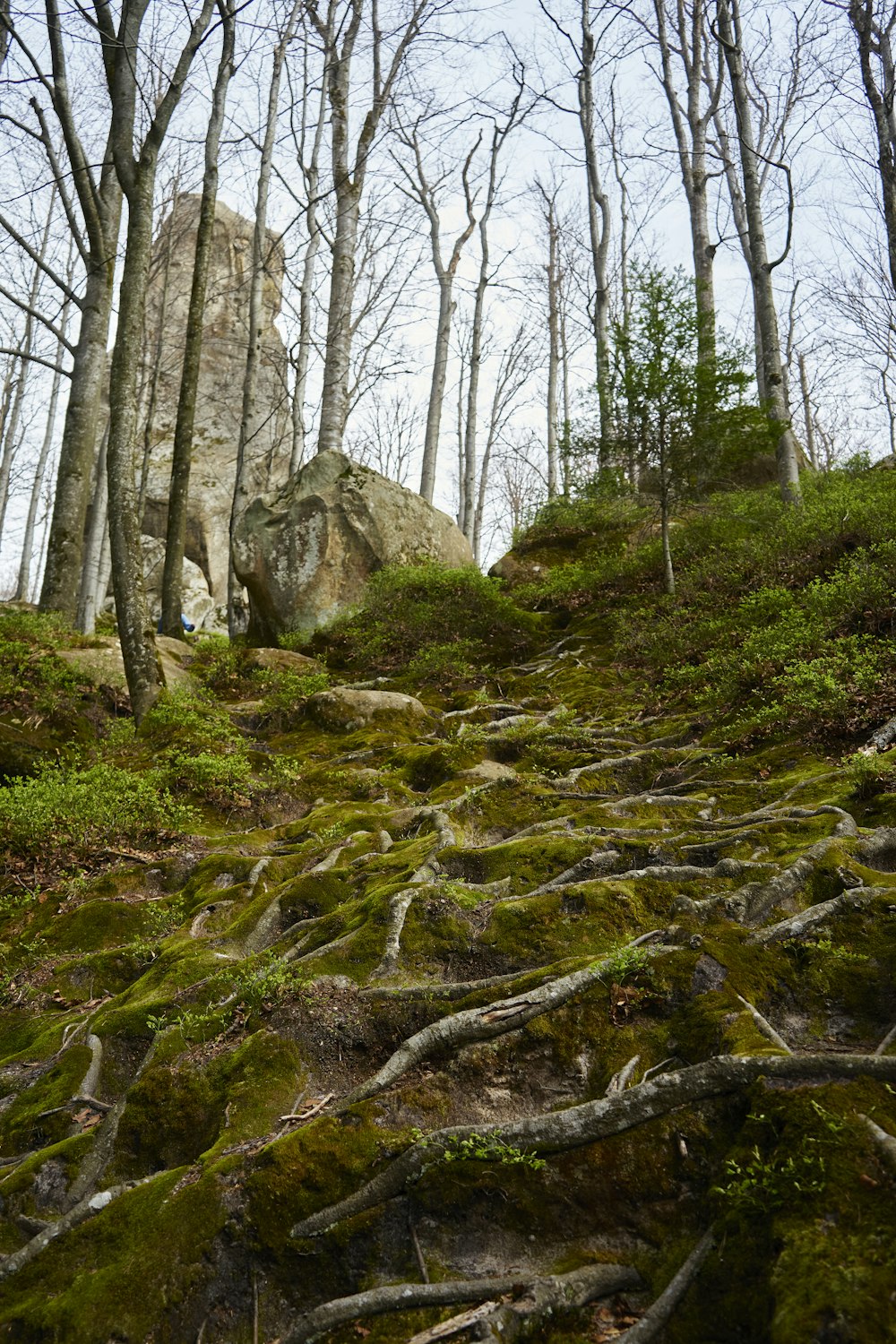 Un sentiero muschioso nel bosco con rocce e alberi