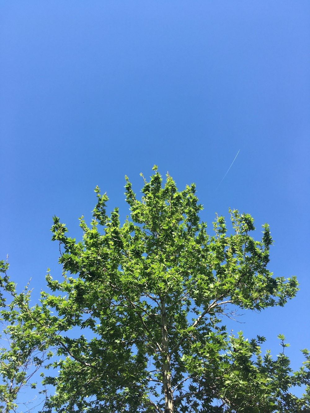 a green tree with a blue sky in the background