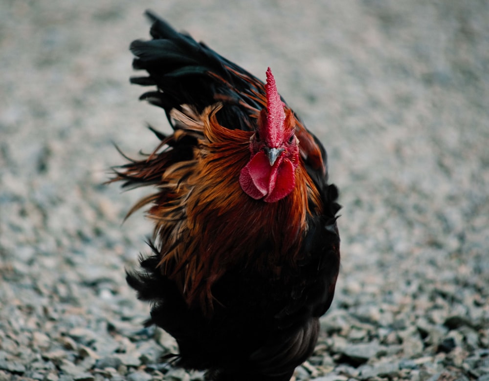 a close up of a rooster on a gravel ground
