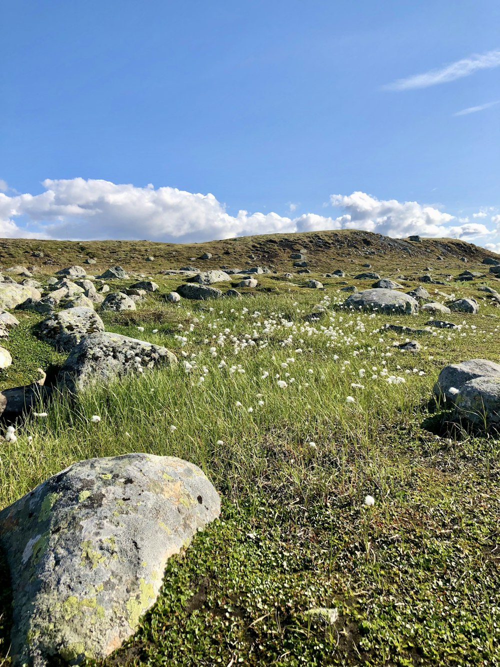 a grassy field with rocks and flowers in the foreground