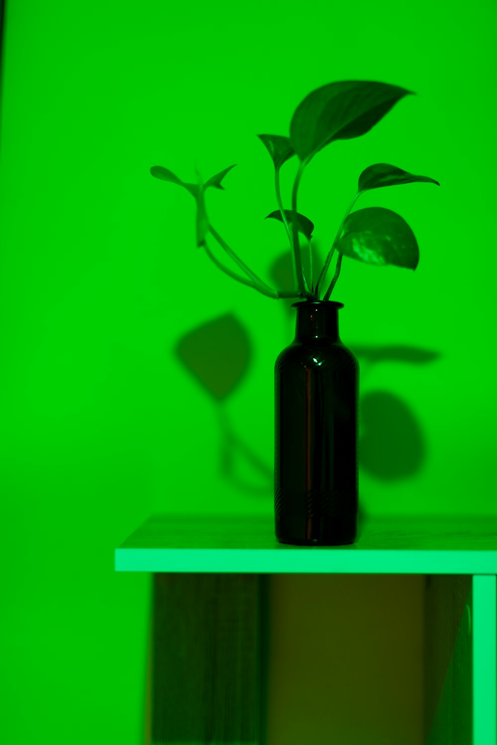 a vase with a plant on a table