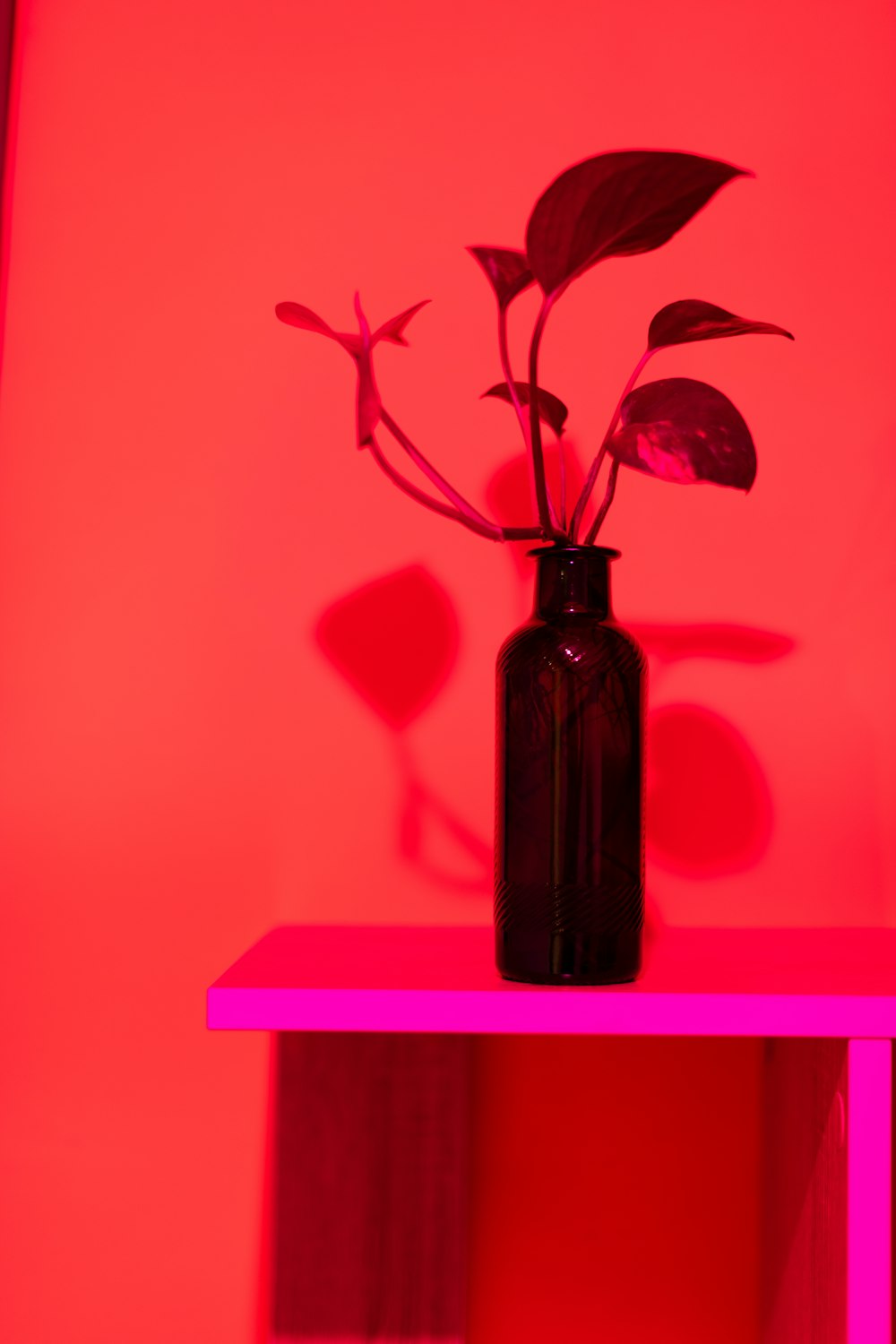 un vaso con dentro una pianta su un tavolo