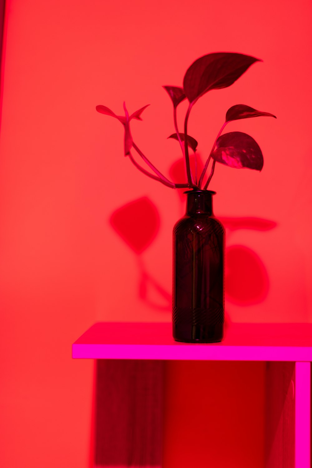 a vase with a plant in it on a table