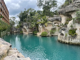 a large body of water surrounded by a lush green forest
