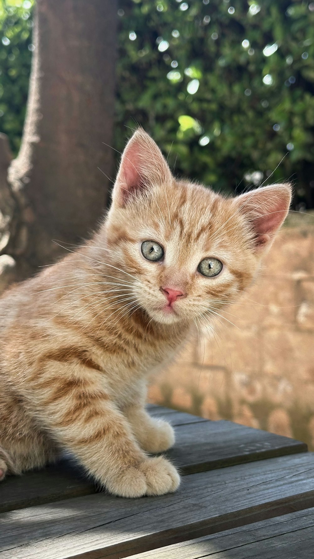 un petit chaton assis sur une table en bois