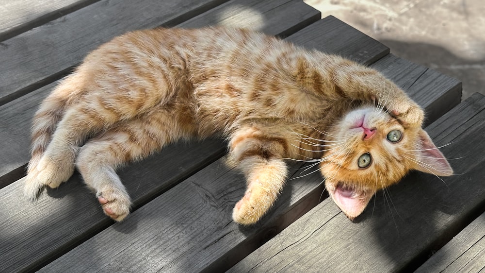 a cat laying on its back on top of a wooden table