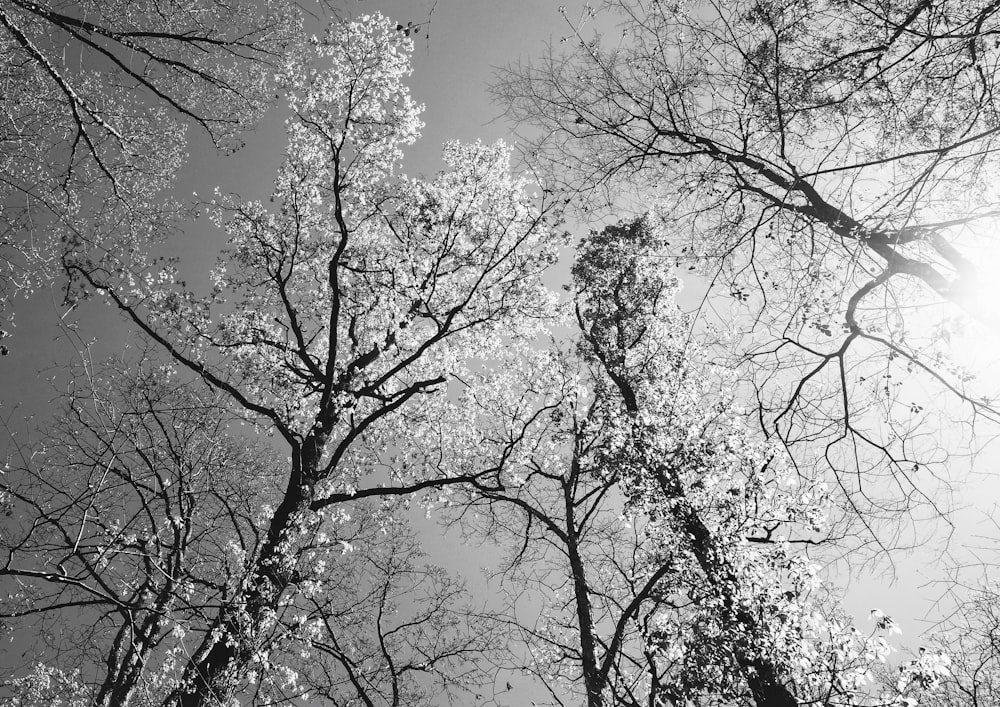 a black and white photo of the tops of trees