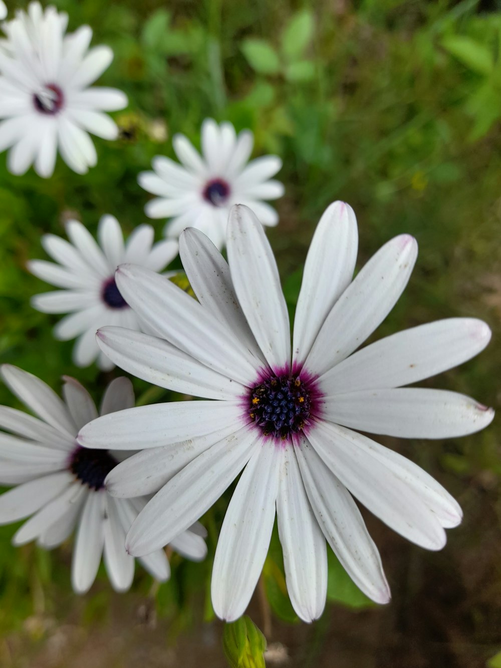 un grupo de flores blancas con un centro morado