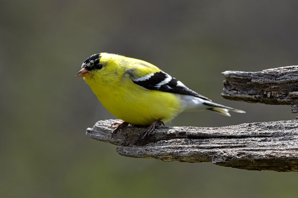 um pássaro amarelo e preto sentado em um pedaço de madeira