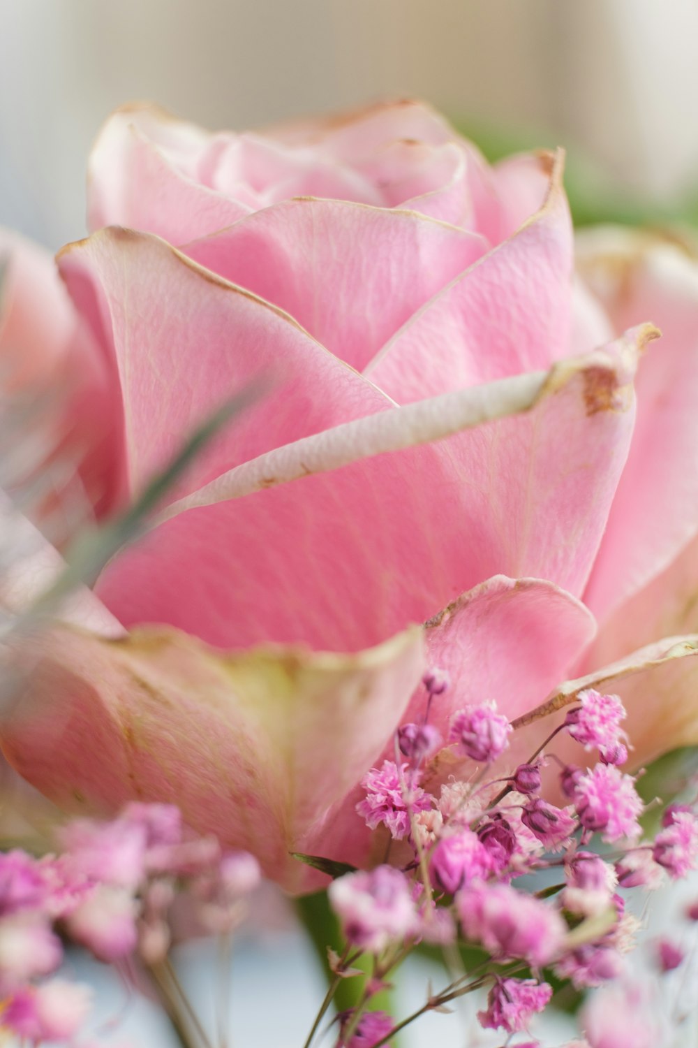 a close up of a pink rose on a table