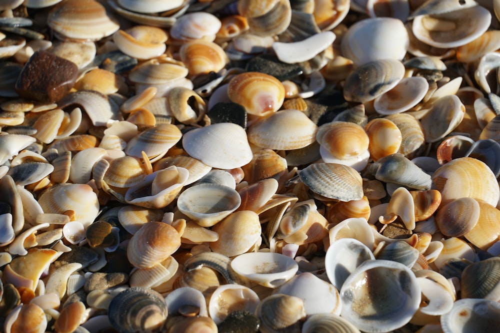 a bunch of shells that are laying on the ground