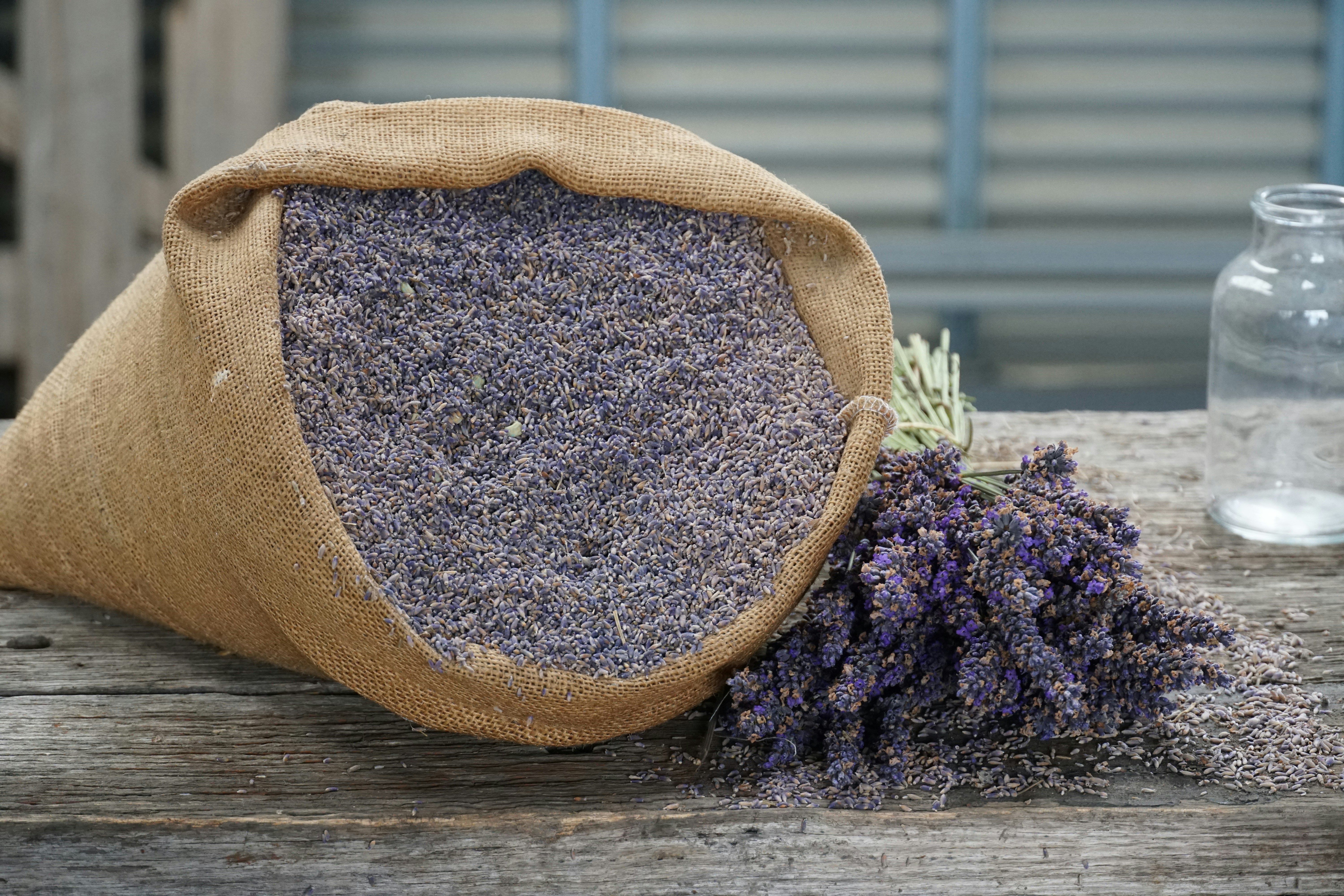 Lavender essential oil bottle on a wooden table with lavender flowers