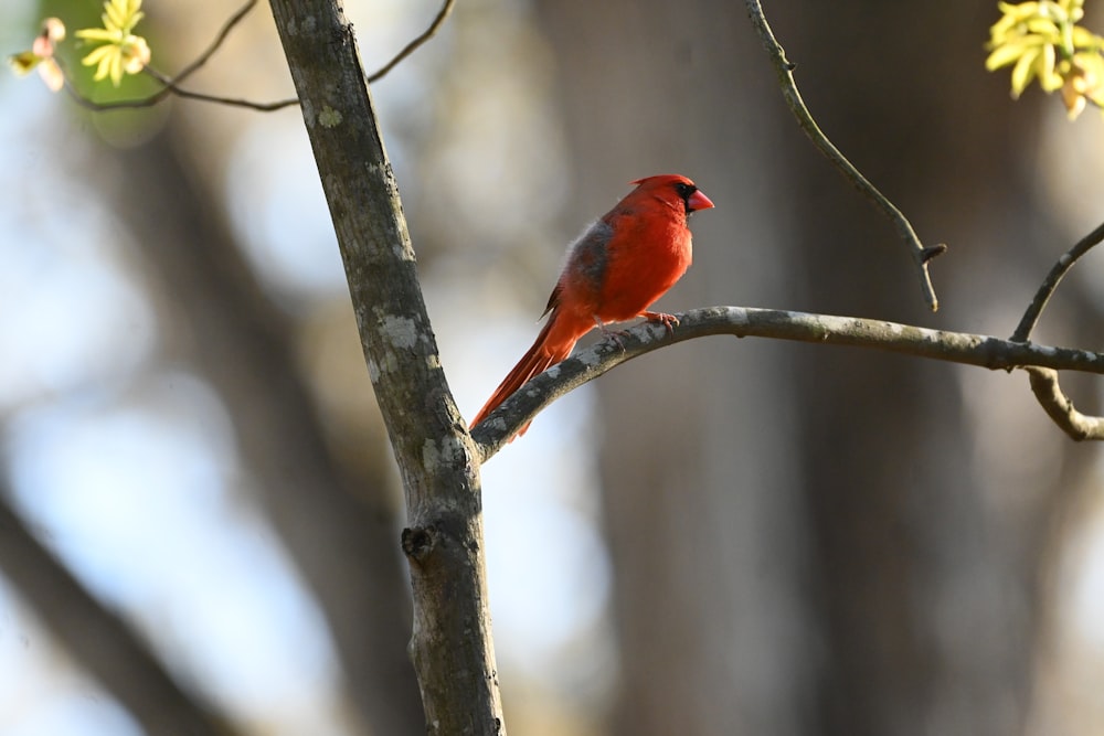 a red bird perched on a tree branch