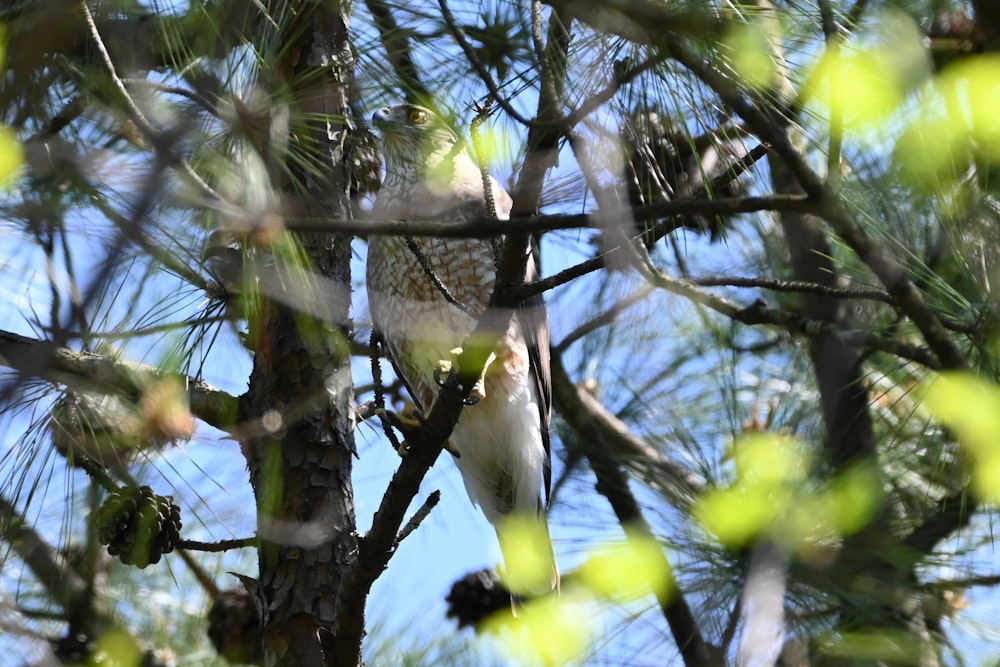 a bird perched in a pine tree with a blue sky in the background