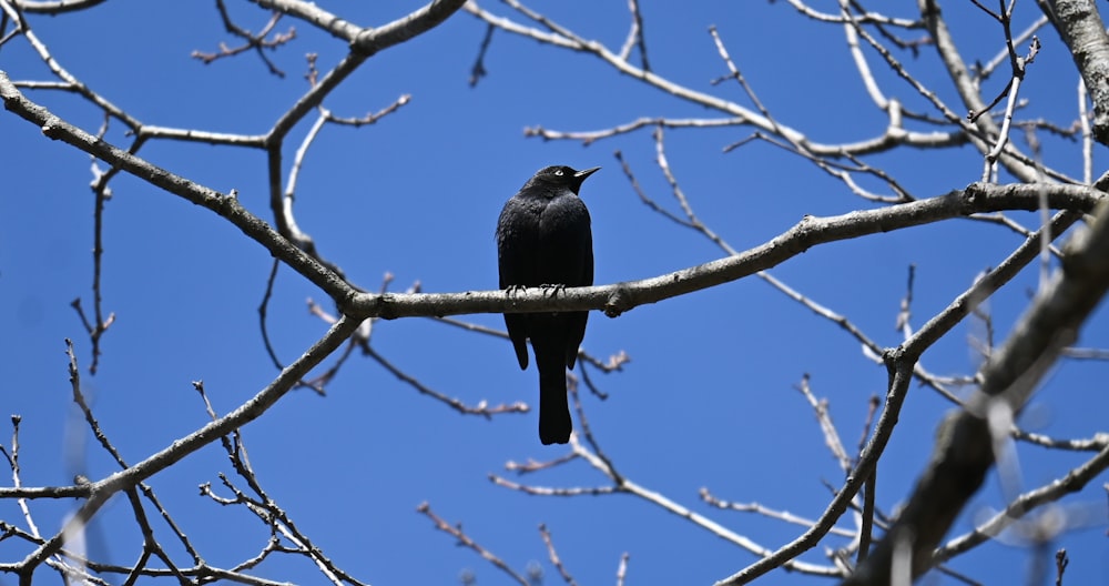 a black bird perched on a tree branch