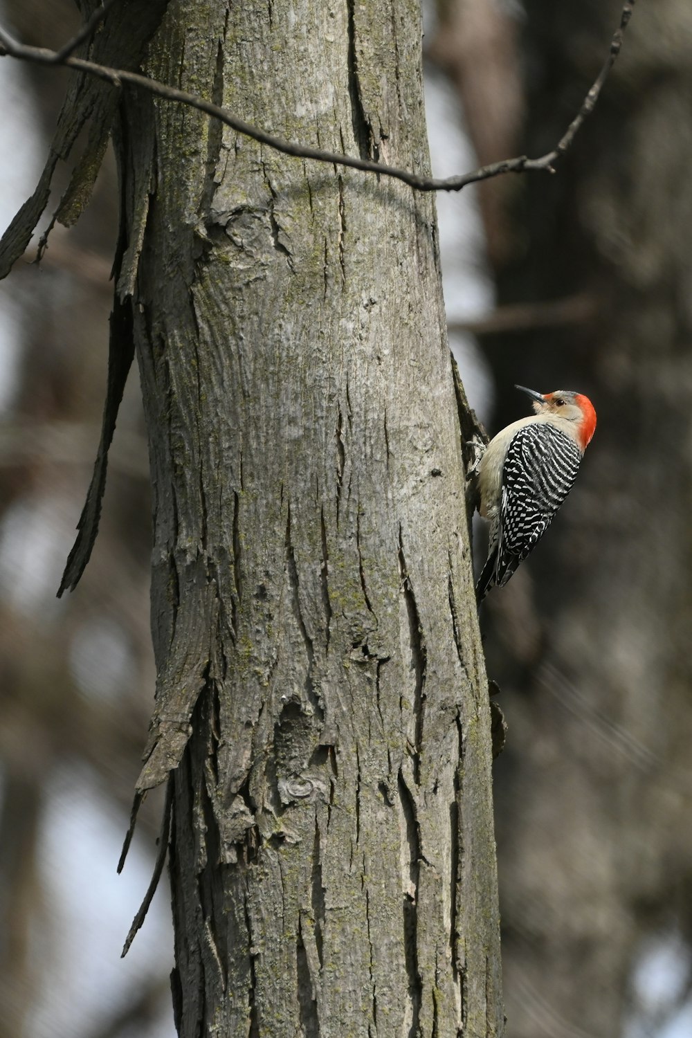 a woodpecker climbing up the side of a tree