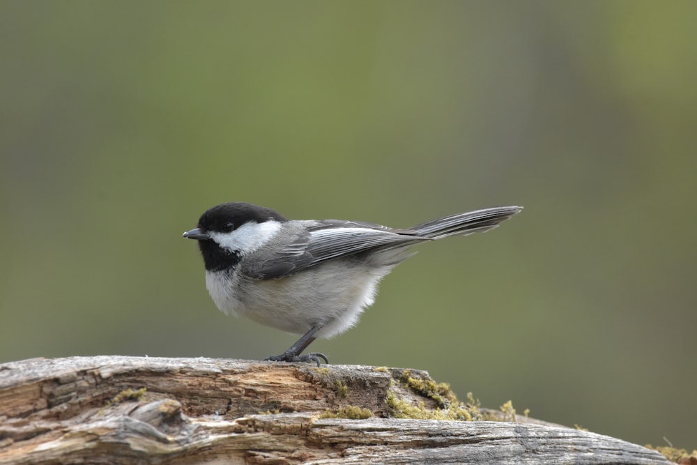 a small bird perched on top of a tree stump