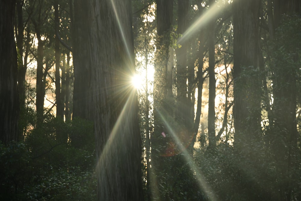 the sun is shining through the trees in the forest