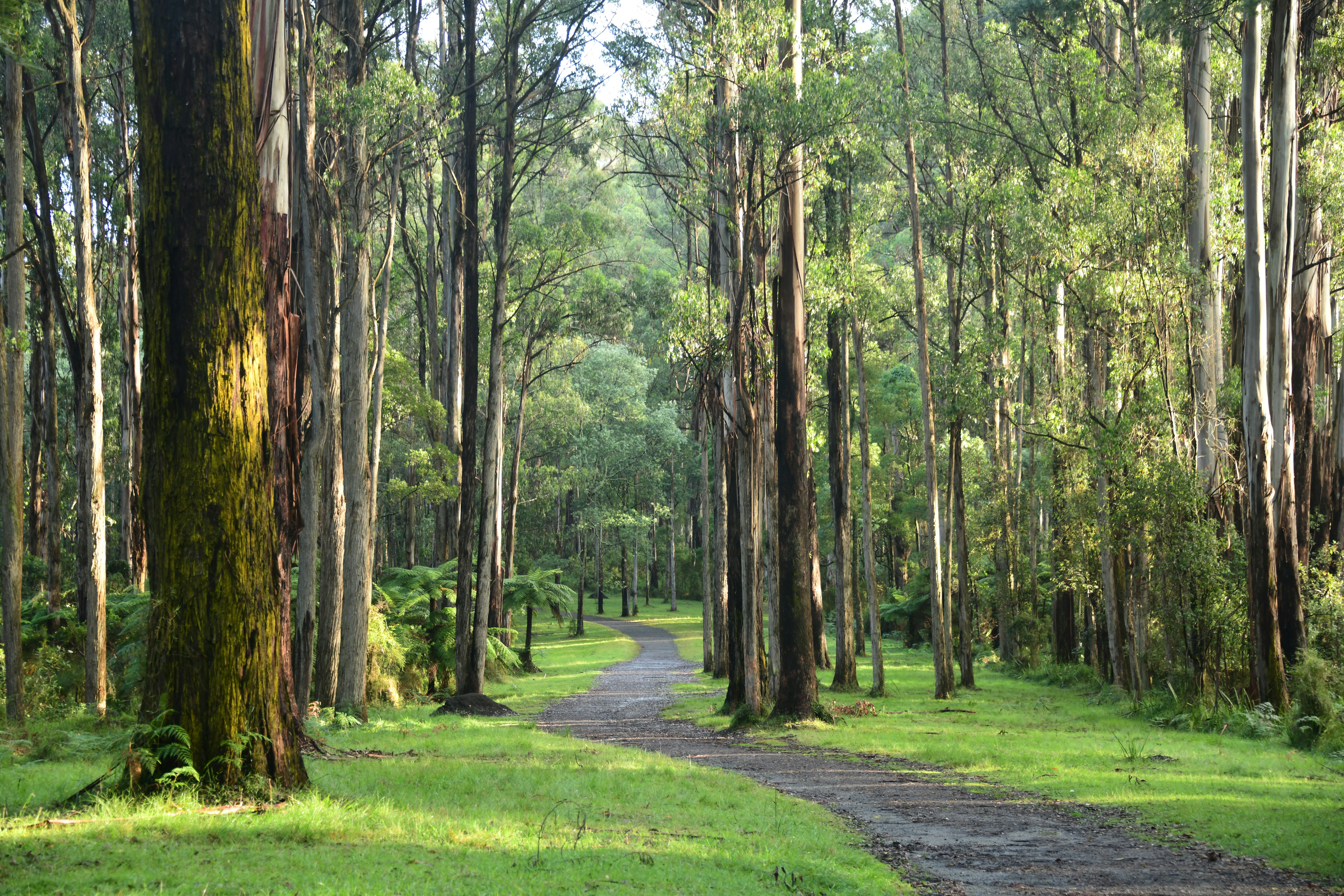 Mount Dandenong, Victoria