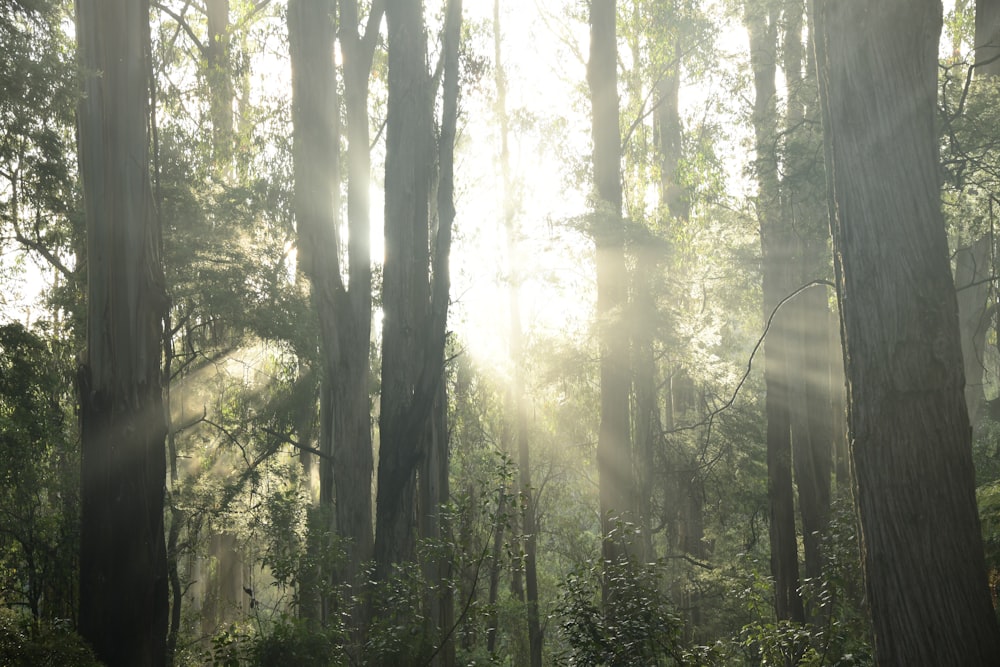 the sun is shining through the trees in the forest