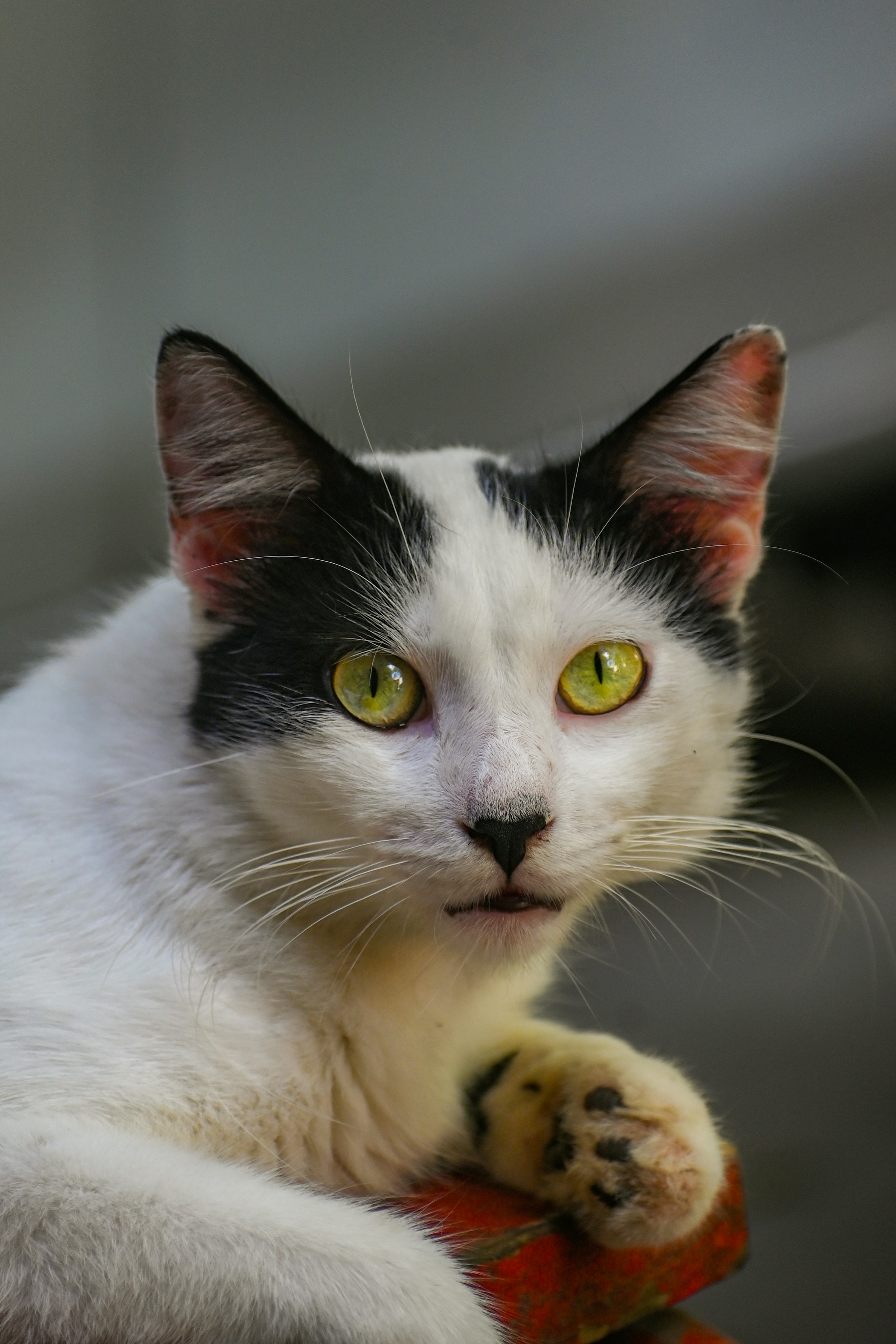 Photo by guzman123456