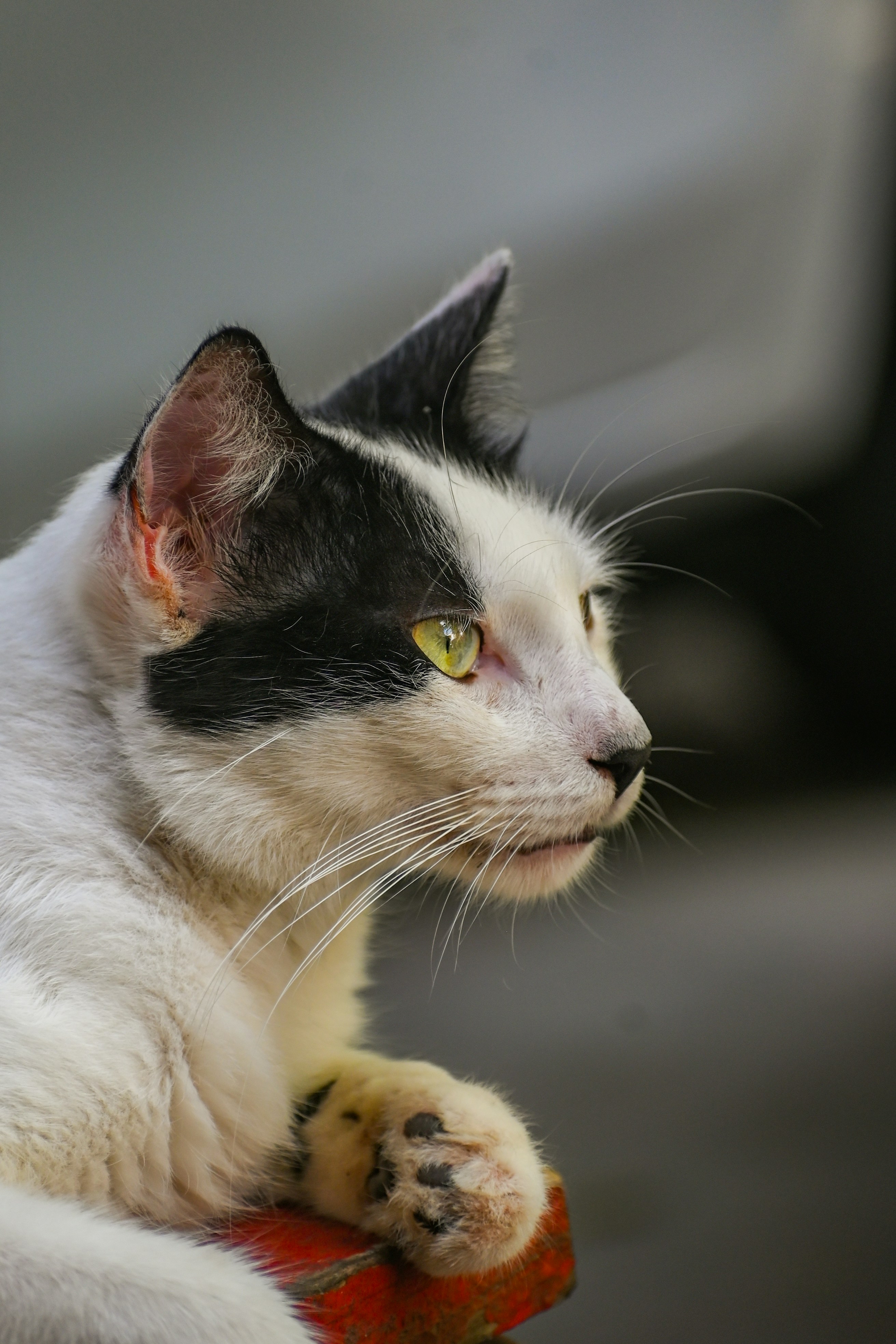 Photo by guzman123456