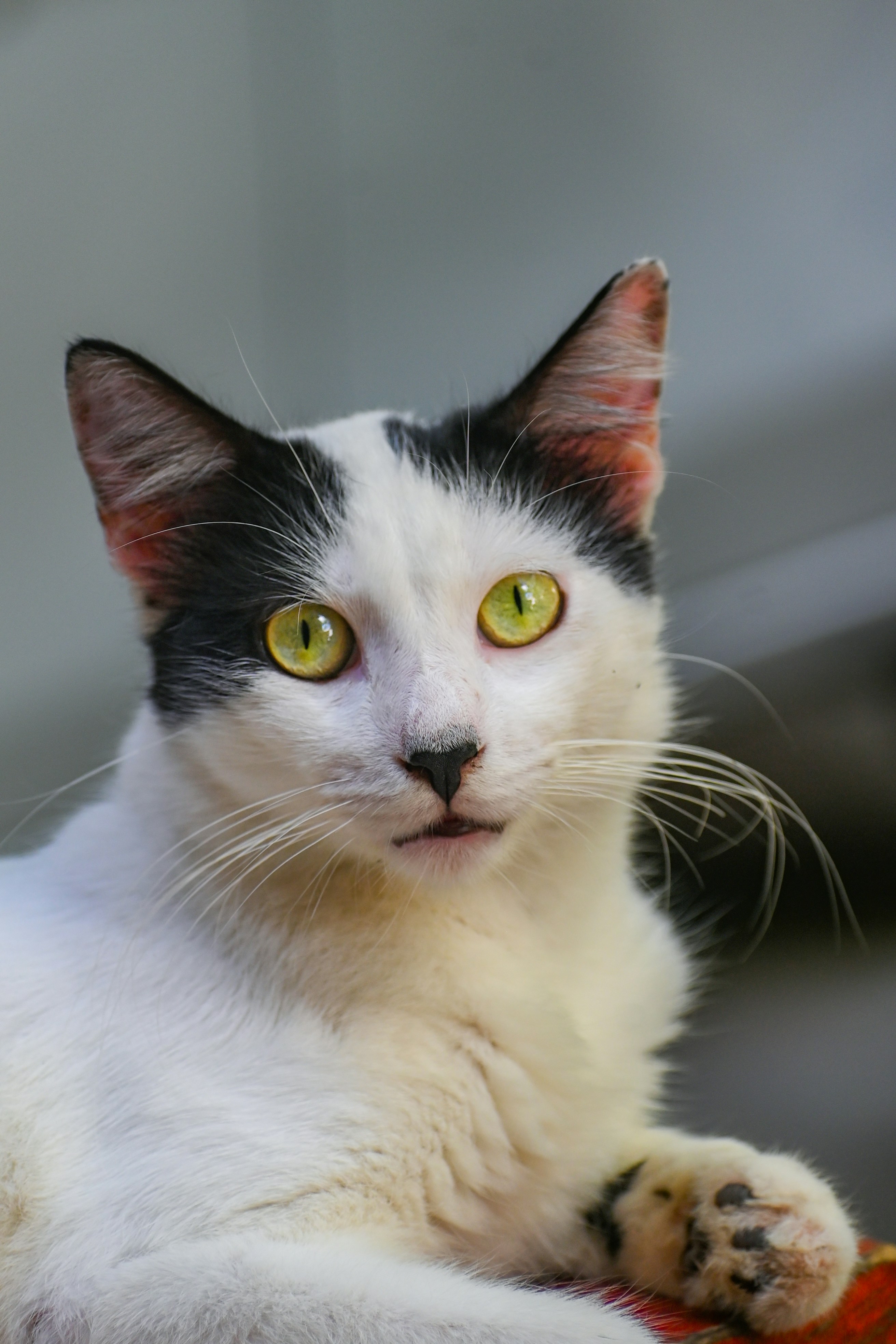 Photo by guzman123456