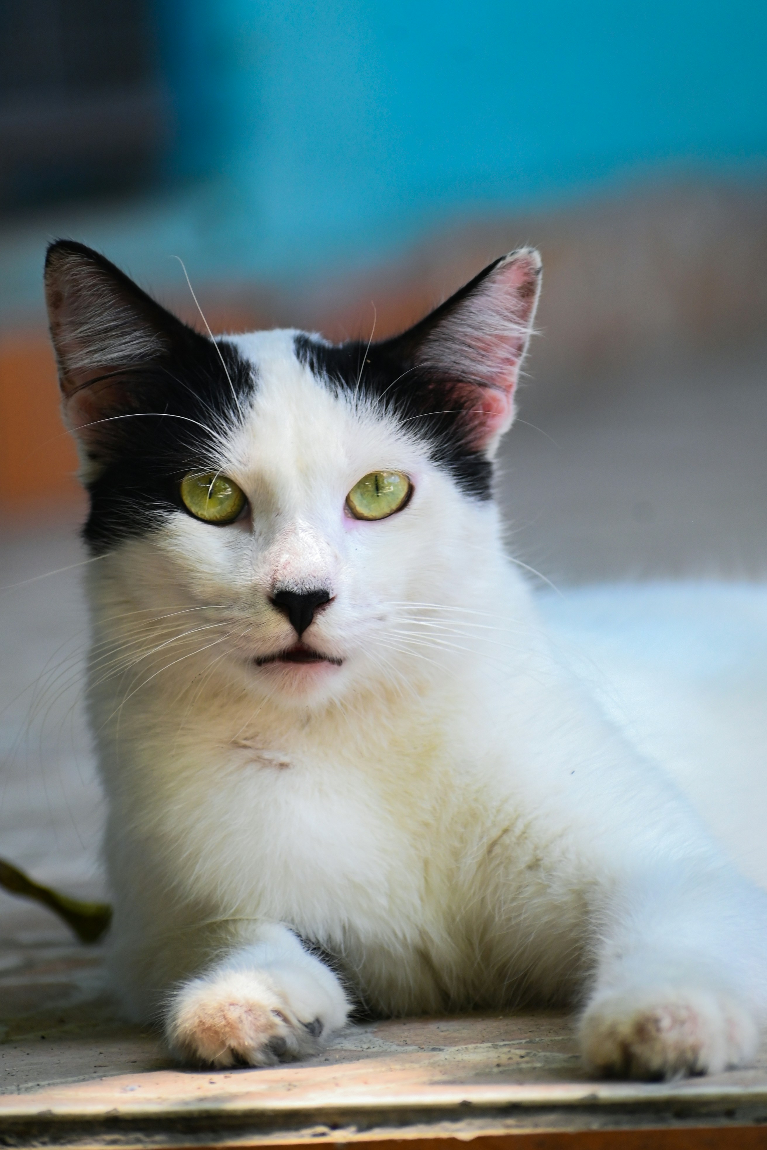 Photo by guzman123456