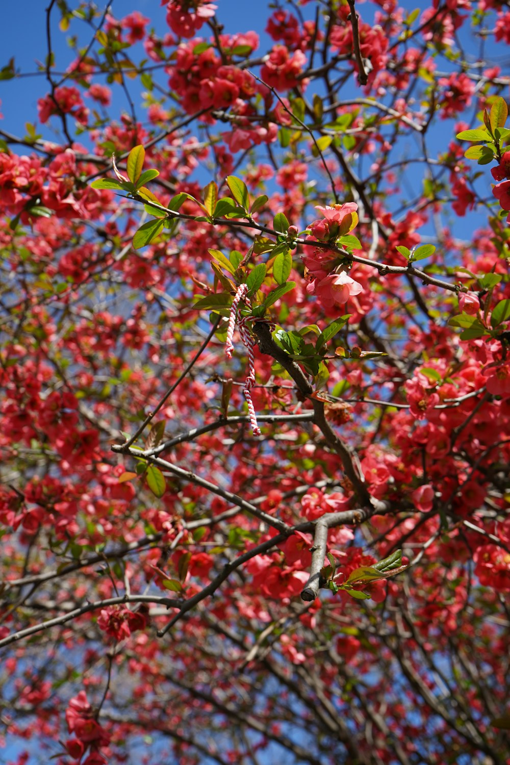 a tree filled with lots of red flowers