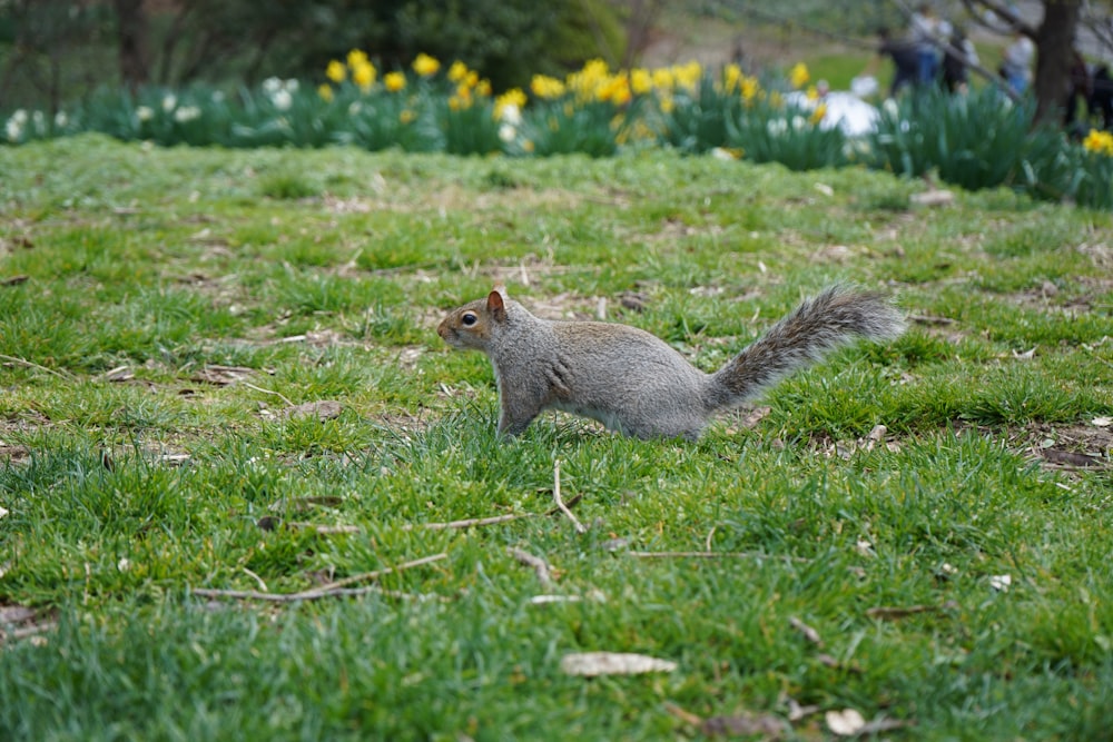 a squirrel is standing in a field of grass
