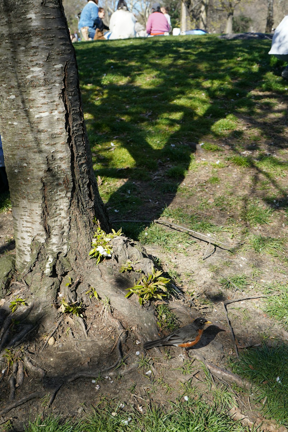 a fire hydrant sitting next to a tree in a park